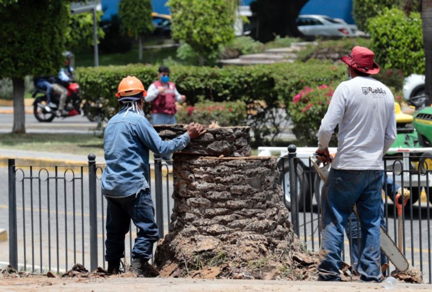 Gobierno del Estado echa para atrás proyecto municipal de tala de palmeras en Analco
